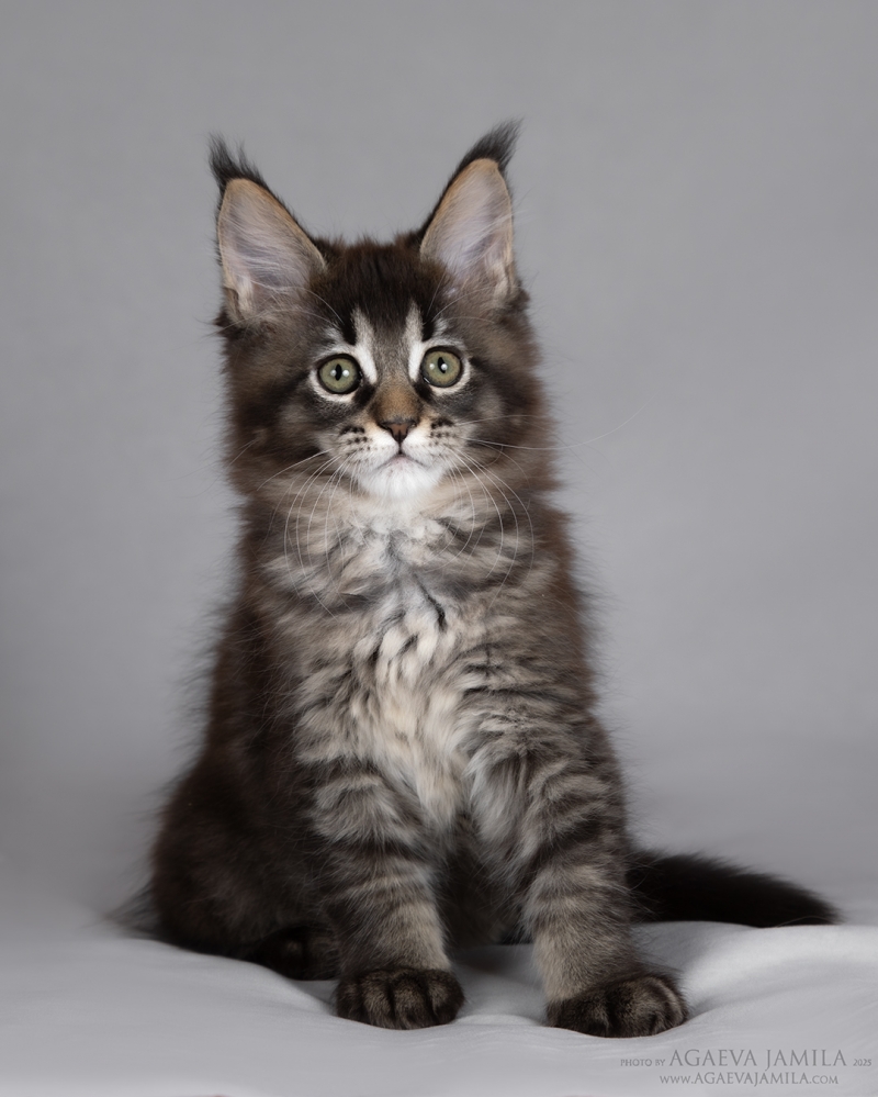 ����-��� ���� ��������� ����